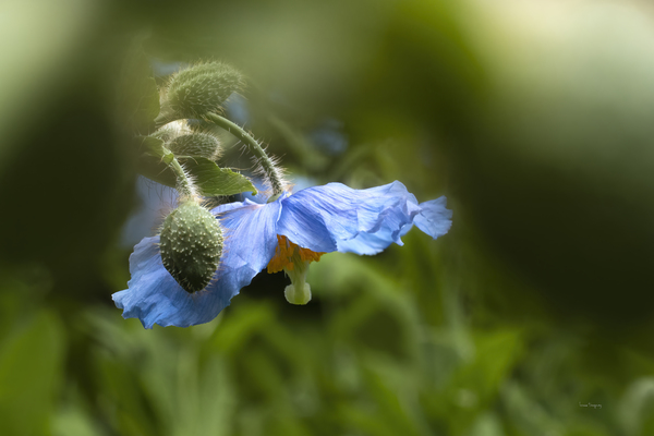 Pavots bleus | Blue Poppies 0221 by Louise Tanguay