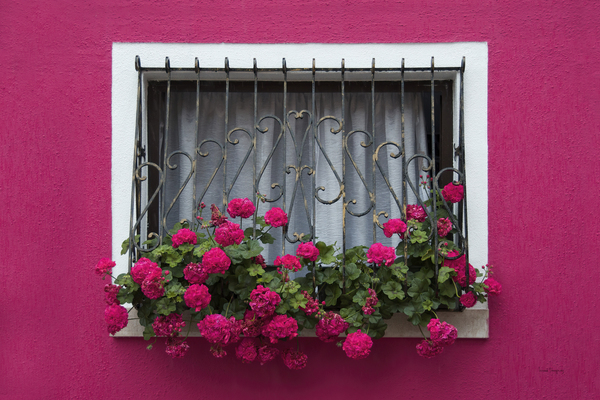 Rose Burano  |  Burano Pink by Louise Tanguay