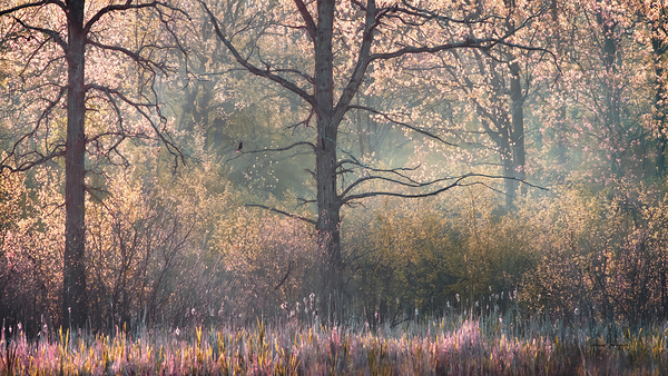 Cest le printemps    |   Spring is Here  by Louise Tanguay