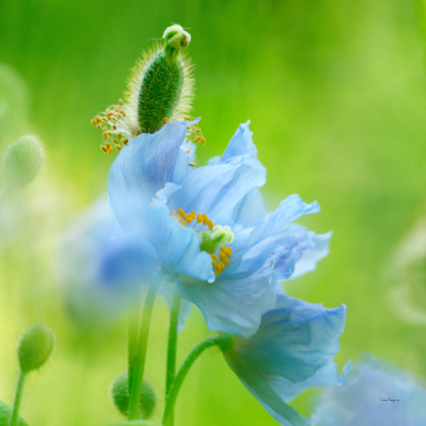 Pavot bleu | Blue Poppy 4183 by Louise Tanguay