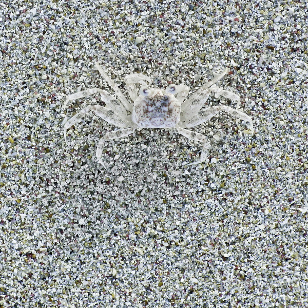 Crabe  |  Crab  6-25 by Louise Tanguay
