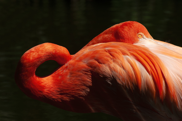 Flamand rose |  Pink Flamingo by Louise Tanguay