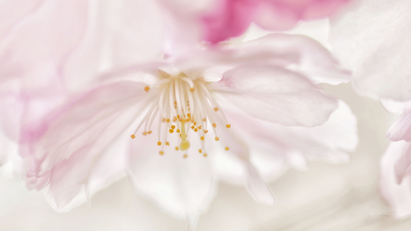 Fleur de cerisier  |  Cherry Blossom  Imprimer