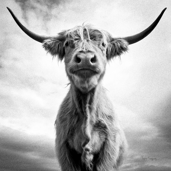 Ah la vache  |  Holy Cow  Imprimer