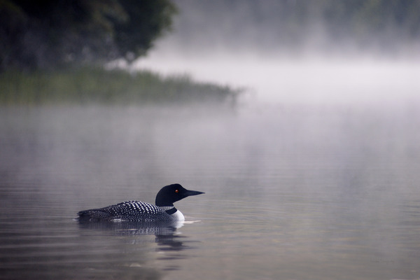 Huard | Loon by Louise Tanguay