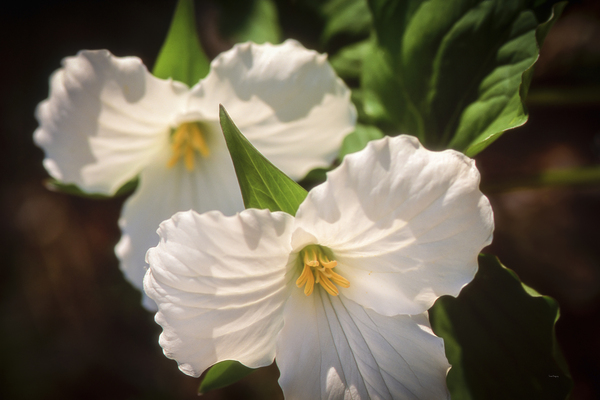 Trille blanc  |  White Trillium by Louise Tanguay