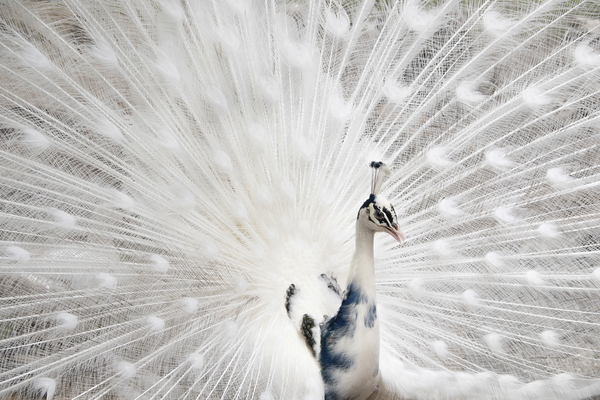 Paon blanc  |  White Peacock by Louise Tanguay
