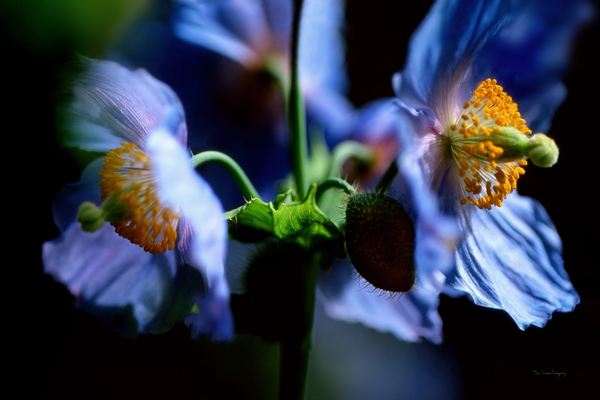 Pavots bleus | Blue Poppies 0001 by Louise Tanguay