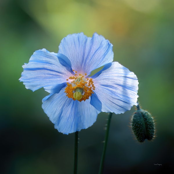 Pavot bleu | Blue Poppy - JM001 by Louise Tanguay