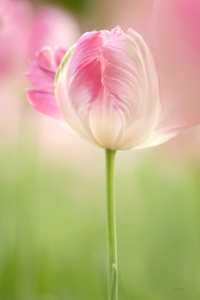 Tulipe rose  |  Pink Tulip by Louise Tanguay