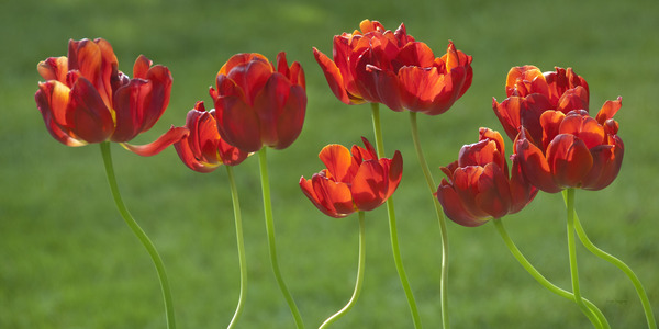 Tulipes | Tulips by Louise Tanguay
