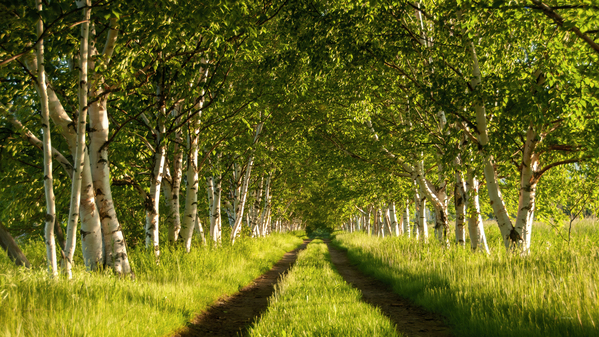Bouleaux et route  |  Birch Trees and Road by Louise Tanguay