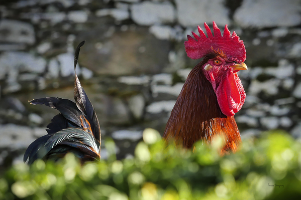 Coq  |  Rooster by Louise Tanguay