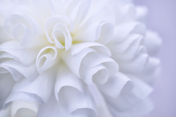 Doux geranium  |  Soft Geranium by Louise Tanguay