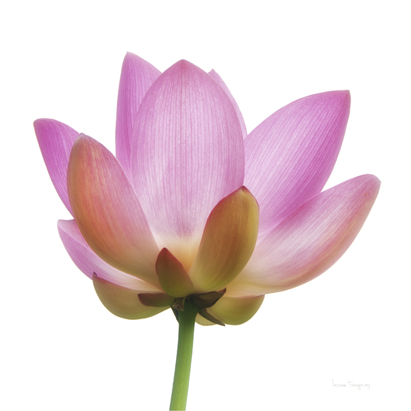Fleur de lotus  |  Lotus Flower by Louise Tanguay