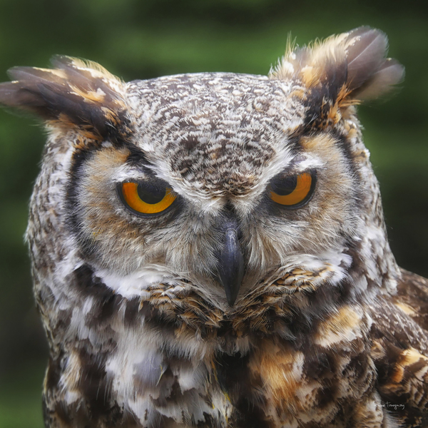 Hibou  |  Owl by Louise Tanguay