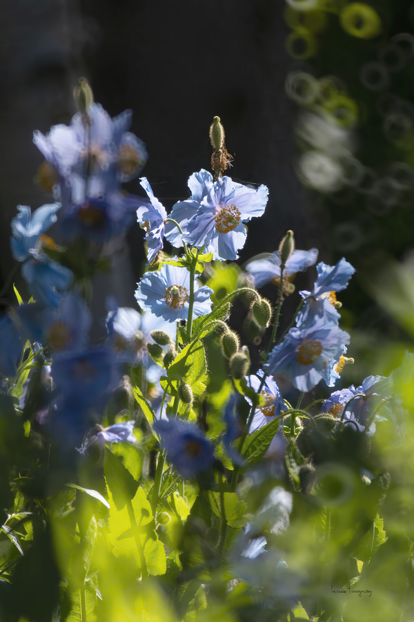 Pavots bleus | Blue Poppies 0562 by Louise Tanguay