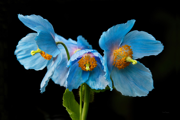 Pavots bleus |  Blue Poppies 7679 by Louise Tanguay