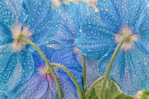 Pavots bleus  |  Blue Poppies 0628  8-50 by Louise Tanguay