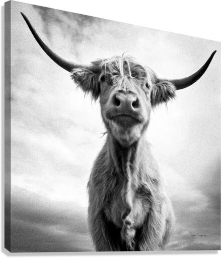 Ah la vache  |  Holy Cow  Impression sur toile