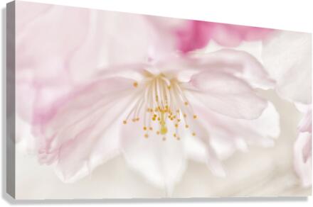 Fleur de cerisier  |  Cherry Blossom  Impression sur toile