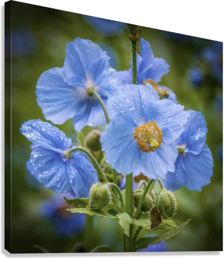 Pavots bleus  - Blue Poppies 5896 Canvas Print