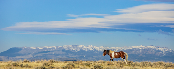 The Wind and the Wild by D Robert Franz
