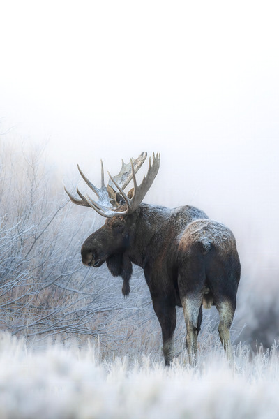 Foggy Day Bull Moose by D Robert Franz