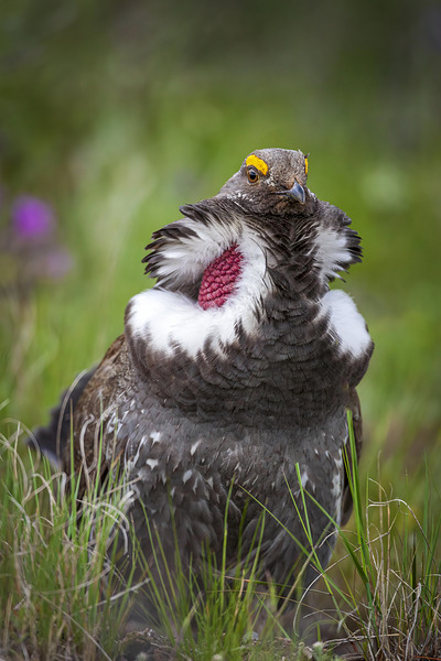 Dusky Grouse Display by D Robert Franz