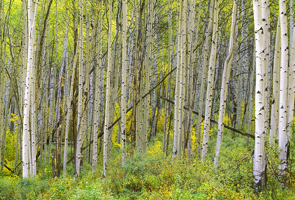 Autumn Aspen by D Robert Franz