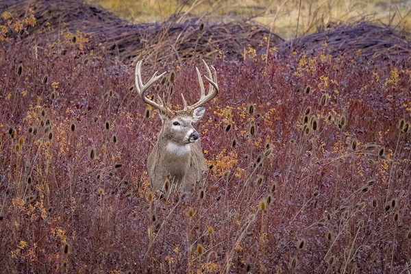 Mdwt 12465 Edit by D Robert Franz