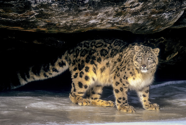 Amur Leopard by D Robert Franz