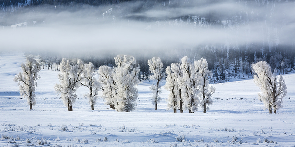 Frosted Cottonwoods Yellowstone National Park by D Robert Franz
