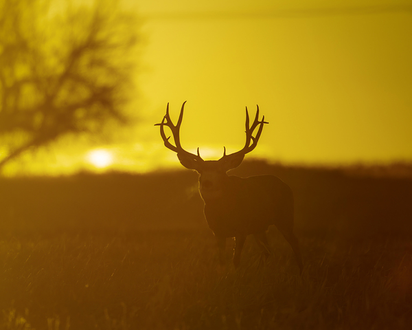 Sunrise Silhouette Buck by D Robert Franz