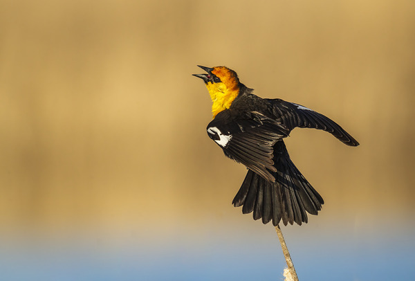 Yellow Headed Blackbird by D Robert Franz