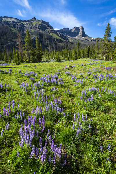 Absaroka Mountain Summer by D Robert Franz