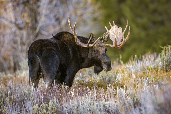 Wyoming Bull Moose in Autumn by D Robert Franz