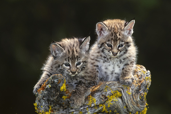 Curious Kittens by D Robert Franz