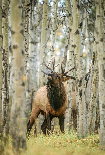 Autumn Challenger by D Robert Franz