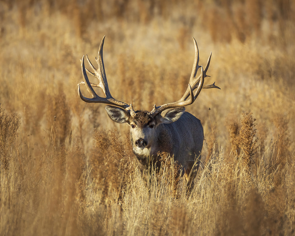 Mule Deer Buck by D Robert Franz