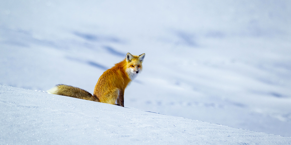 Presence by D Robert Franz