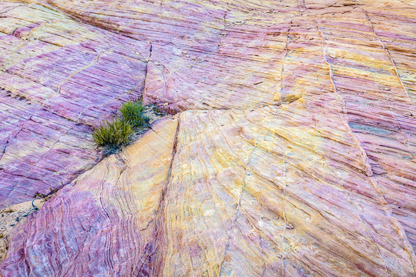 Solitary Resilience by D Robert Franz