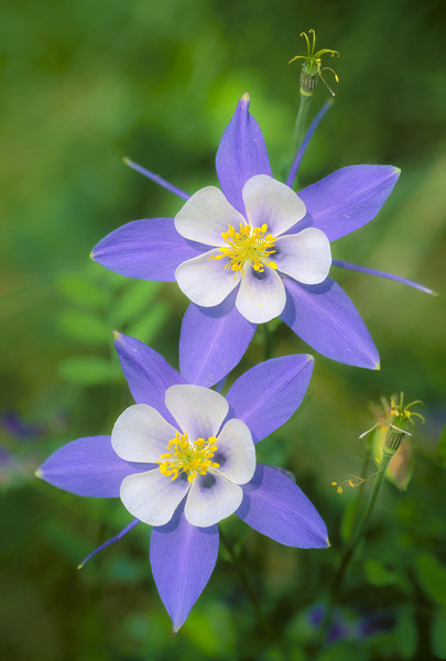 Colorado Columbine by D Robert Franz
