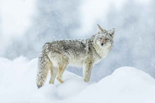 Winter Storm  Coyote  by D Robert Franz