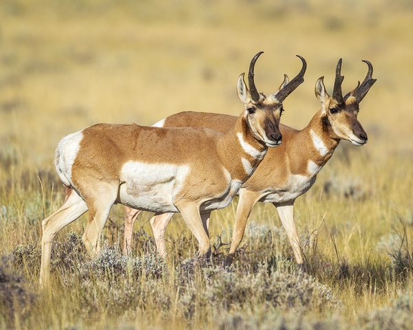 Pronghorn Pals by D Robert Franz