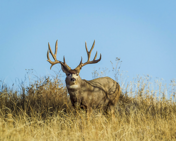 Monarch Mule Deer by D Robert Franz