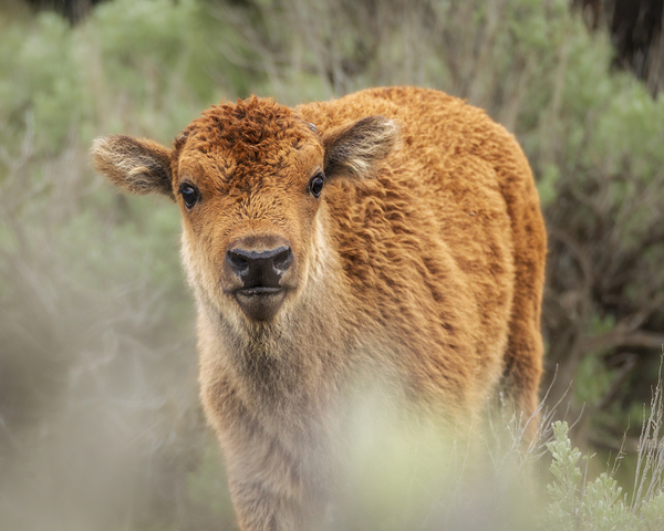 Baby bison by D Robert Franz