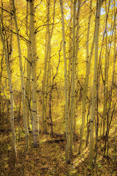 LWYgtnp 1189 Edit by D Robert Franz