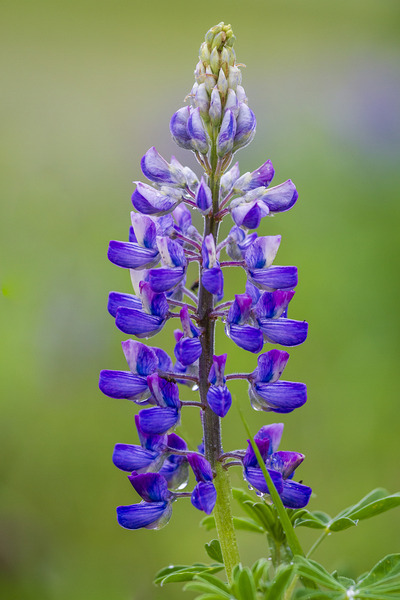 Lupine Bloom by D Robert Franz