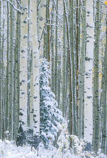 Winter Aspens by D Robert Franz
